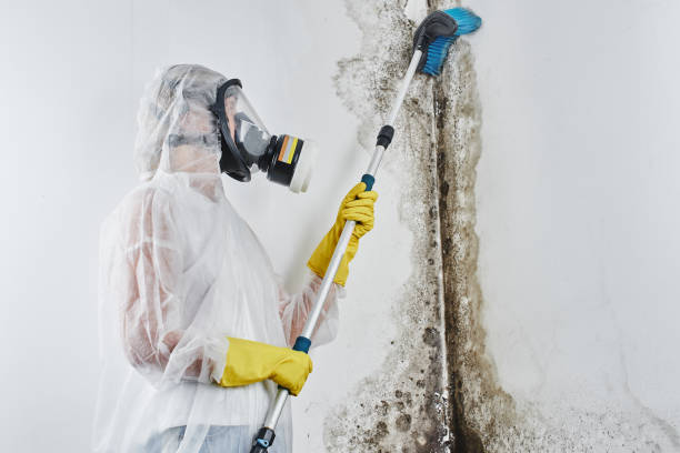 Certified Mold Removal in Woodmore, MD