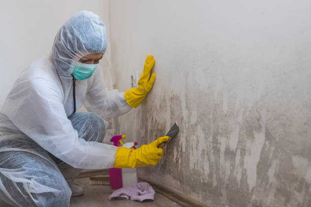 Best Certified Mold Removal  in Woodmore, MD