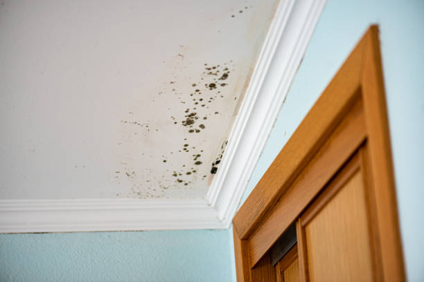 Best Fast Mold Removal  in Woodmore, MD