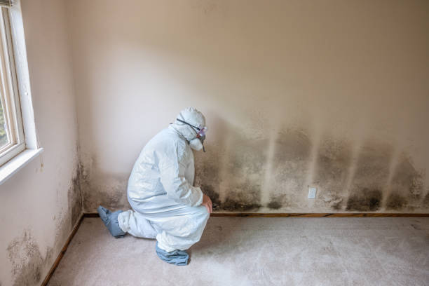 Professional Mold Removal in Woodmore, MD